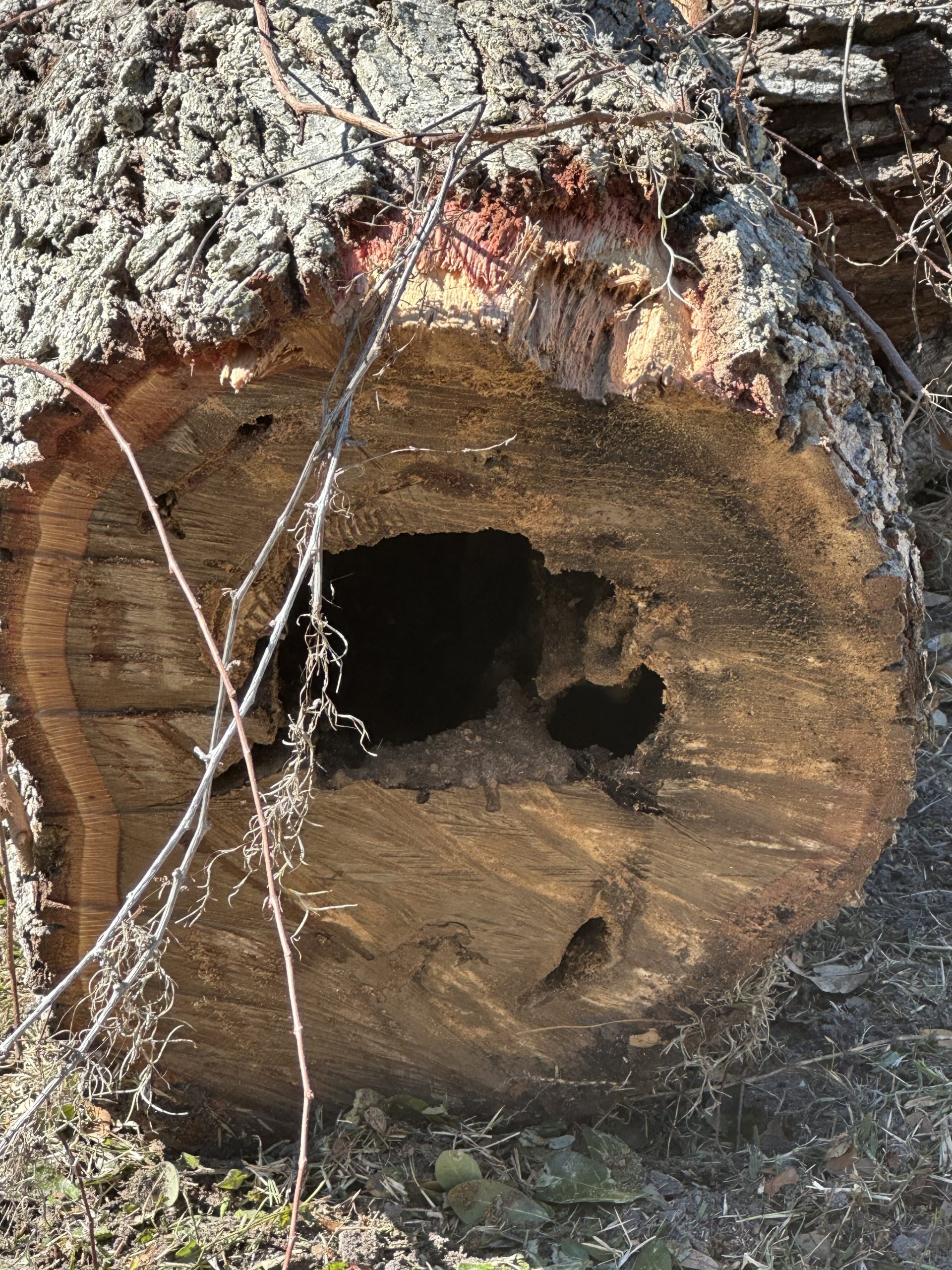 sarasota tree decay
